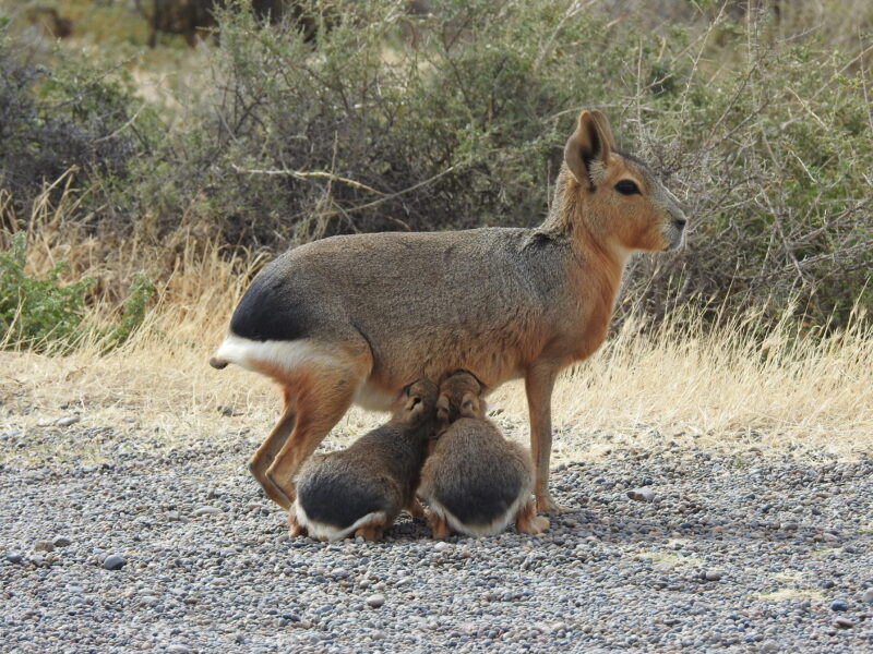 listing-details-carousel