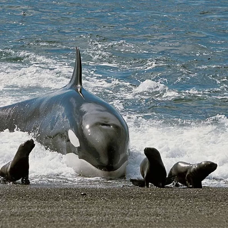 listing-details-carousel