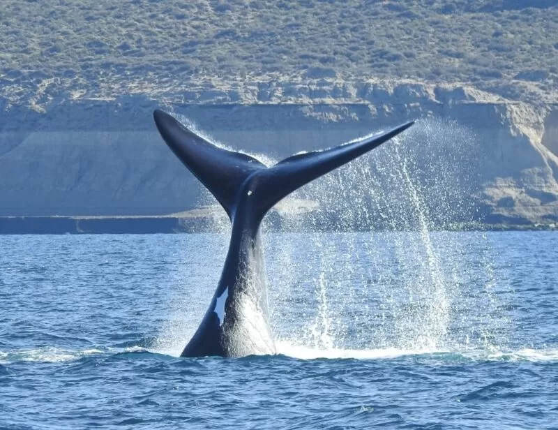 Peninsula Valdes Full Day Tour