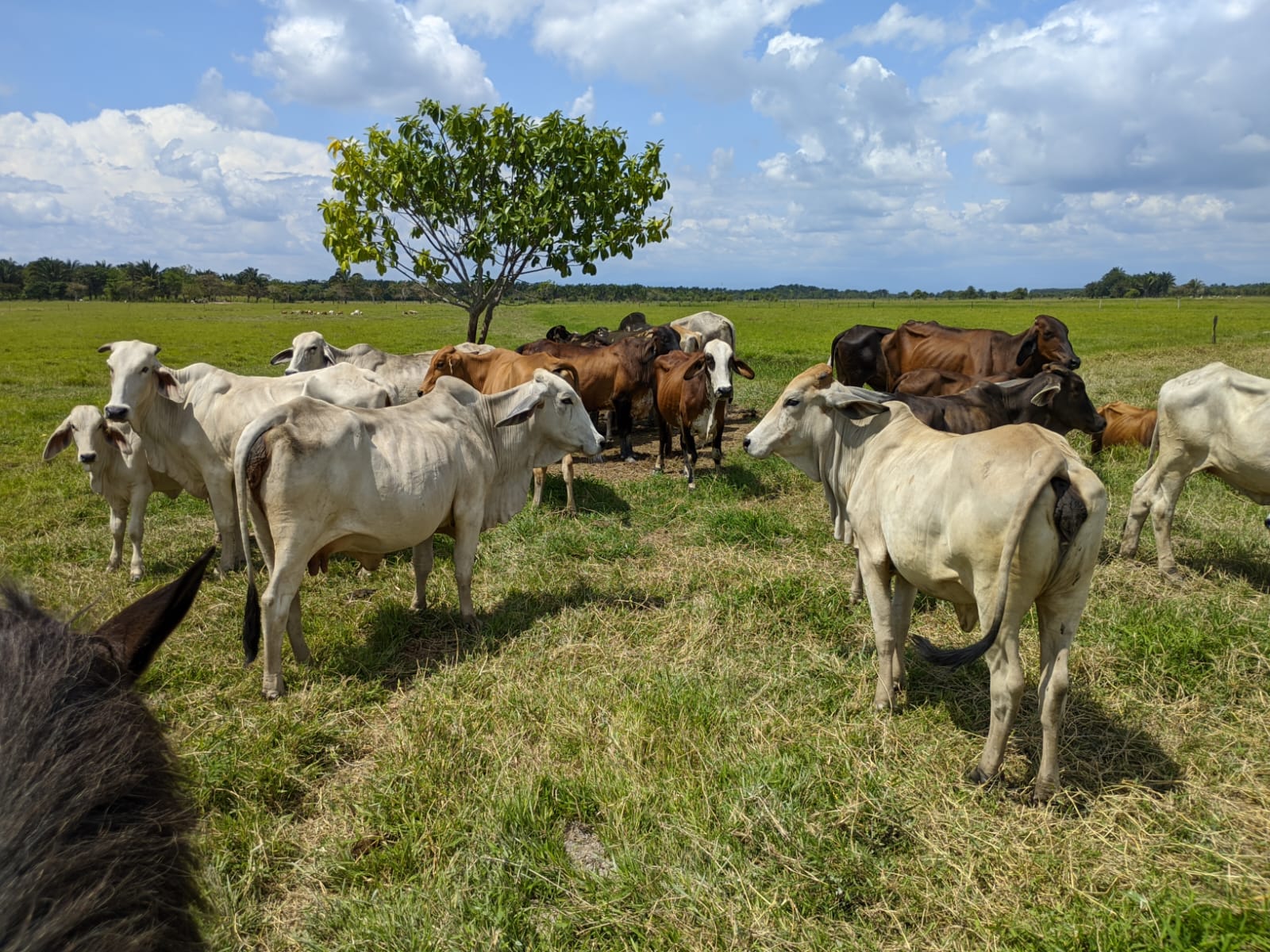 listing-details-carousel