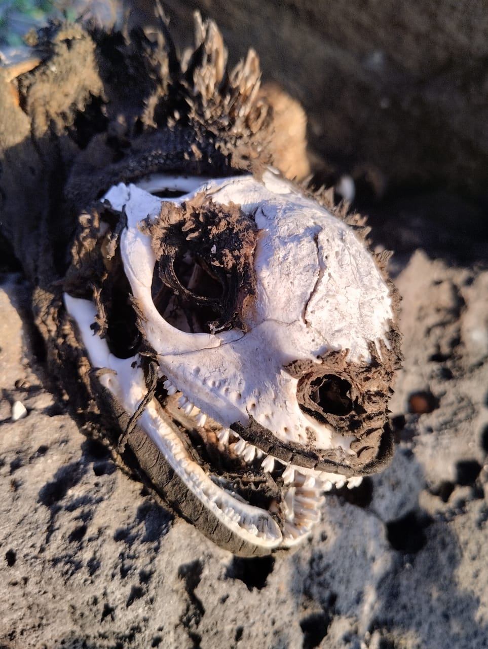 listing-details-carousel