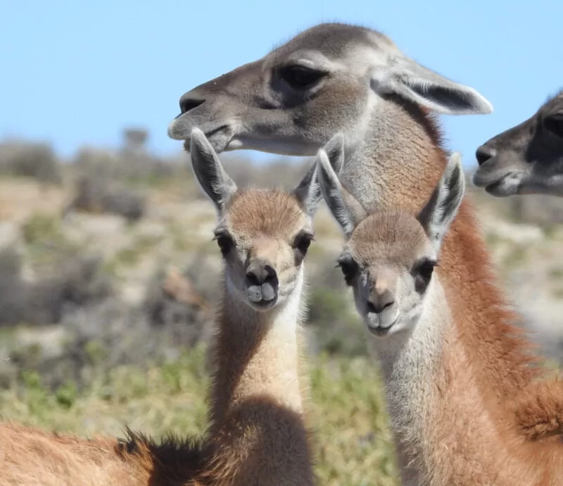 listing-details-carousel