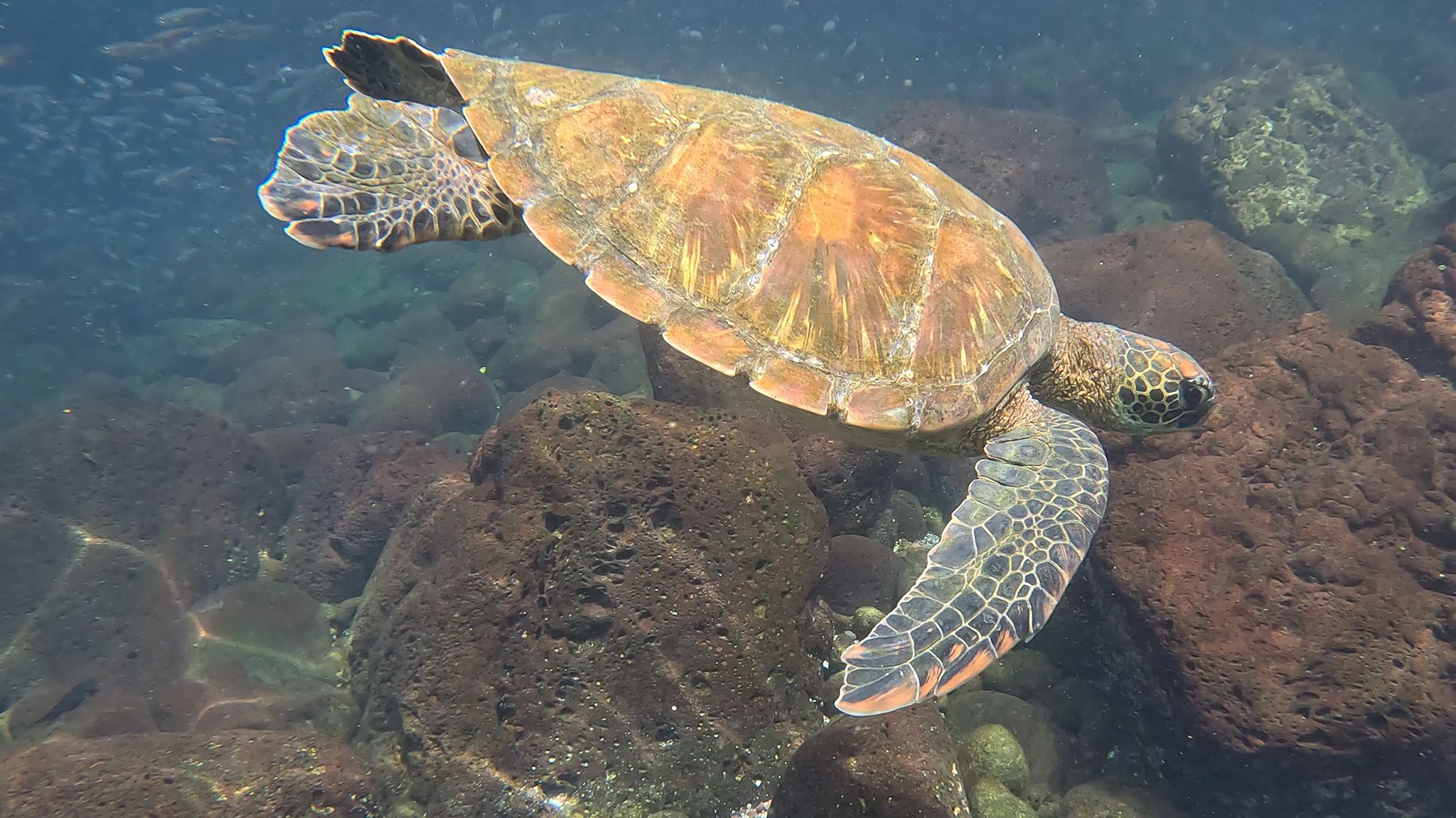 listing-details-carousel