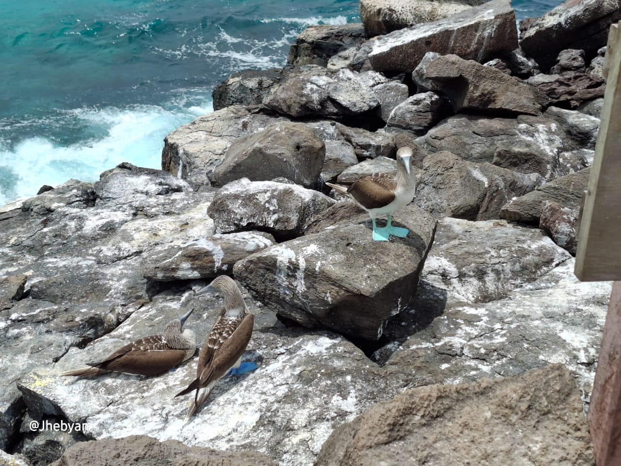 Galápagos Dual: Santa Cruz & Isabela Experience