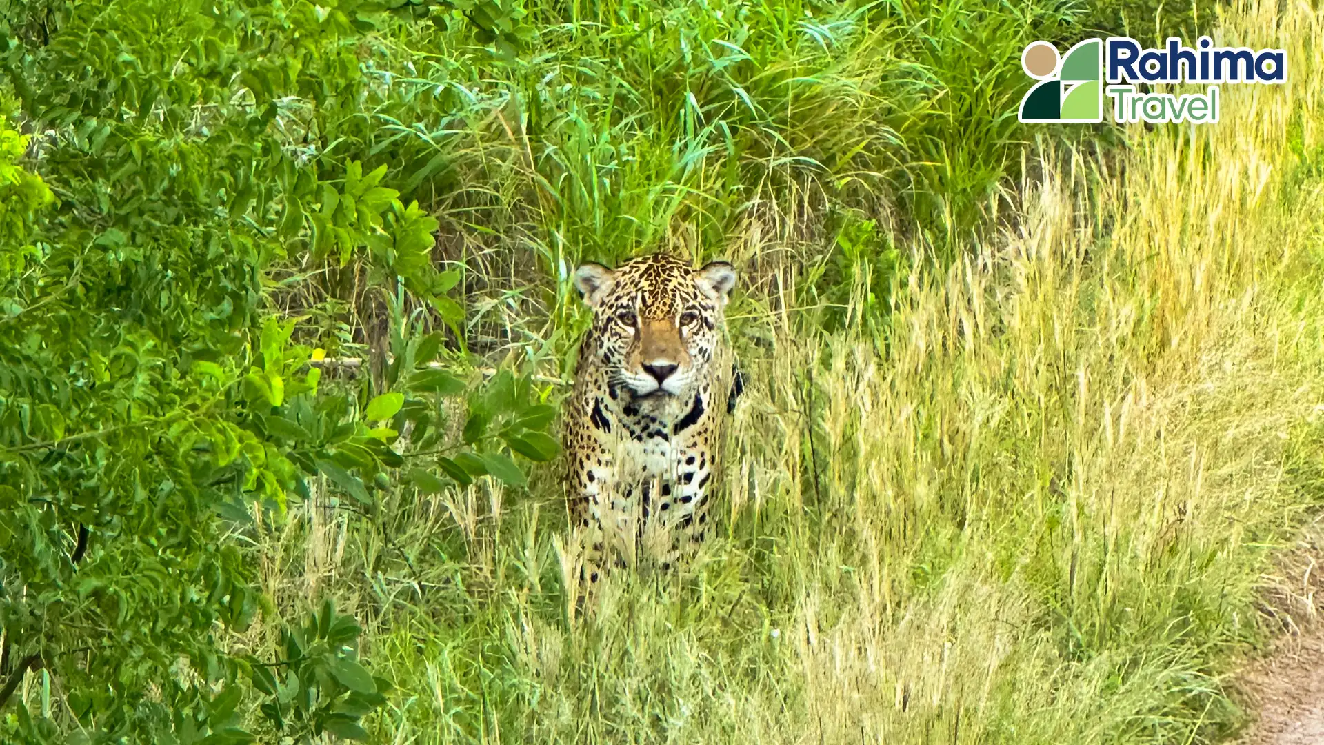 Tras la huellas del jaguar