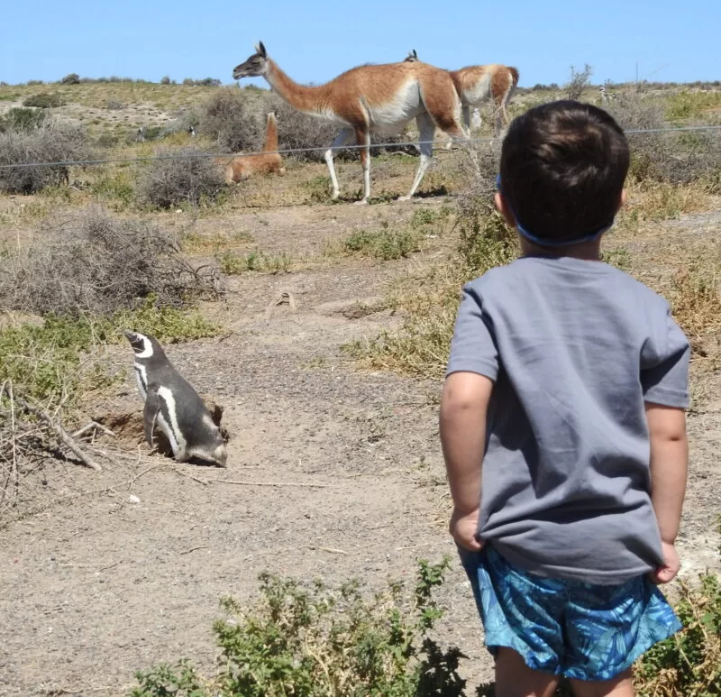 Punta Tombo con Isla Escondida
