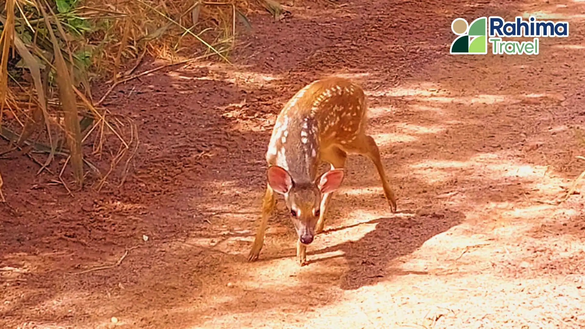 listing-details-carousel